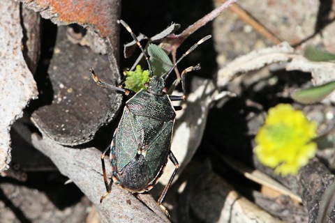 Stink Bug (Notius depressus) (Notius depressus)